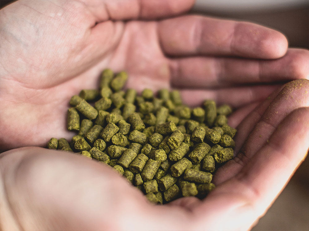 Cashmere Hops: Citrus, Stone Fruit and Herbal Character