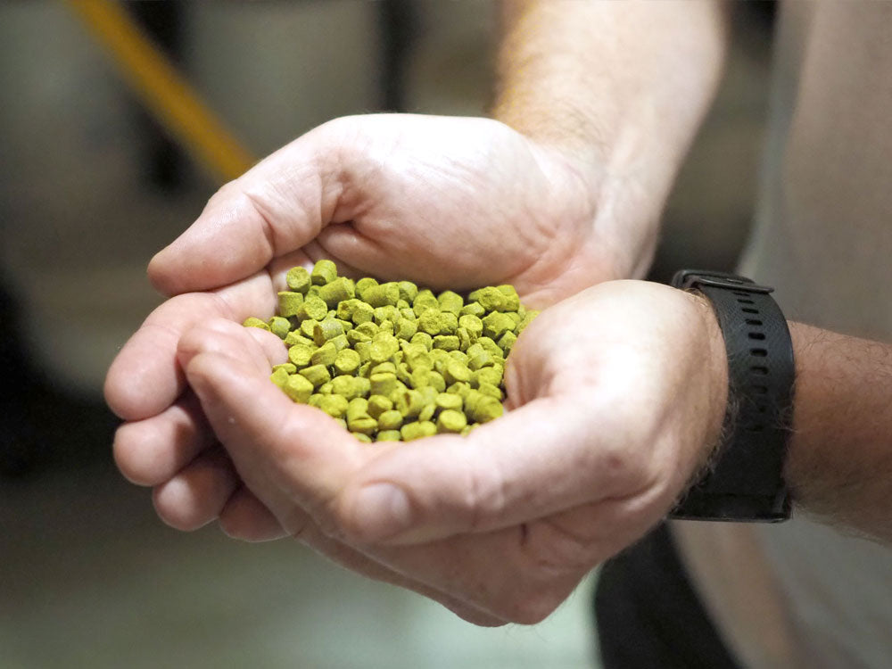 Humulus Lupulus: How Hops Flavour and Preserve Beer