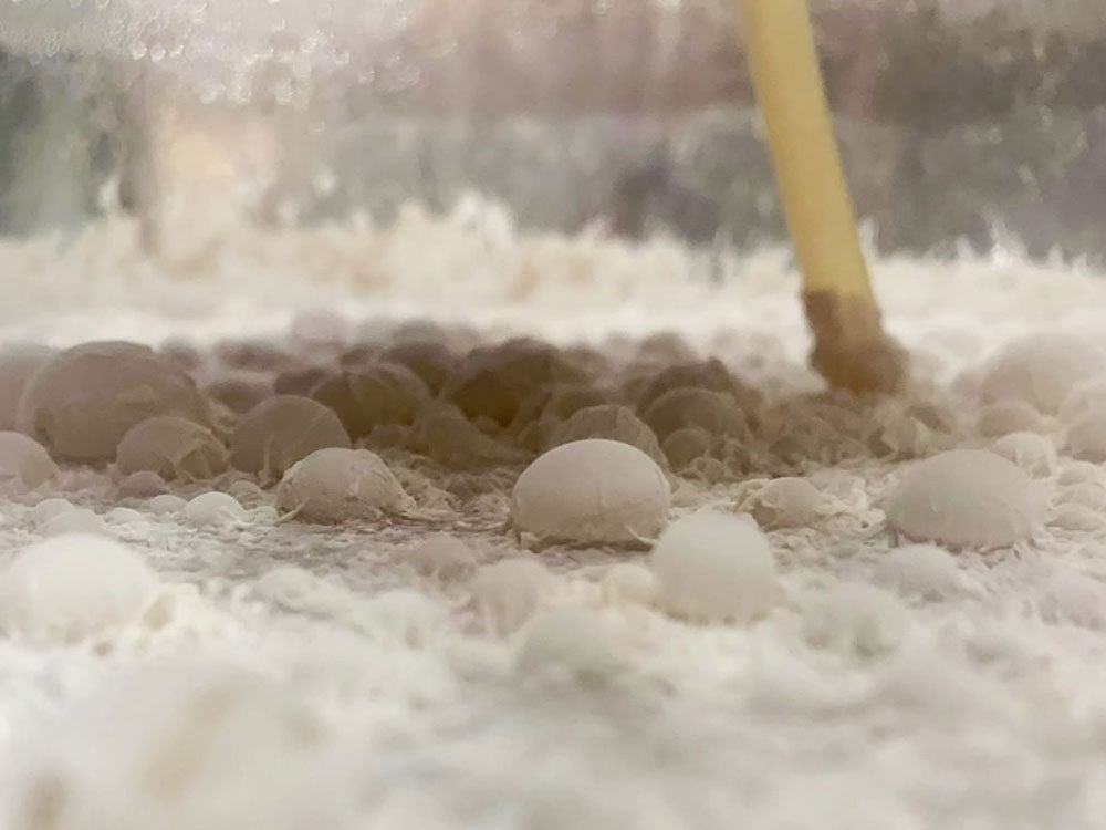 Pellicles in Beer: Infection, Biofilms and Mixed Fermentation