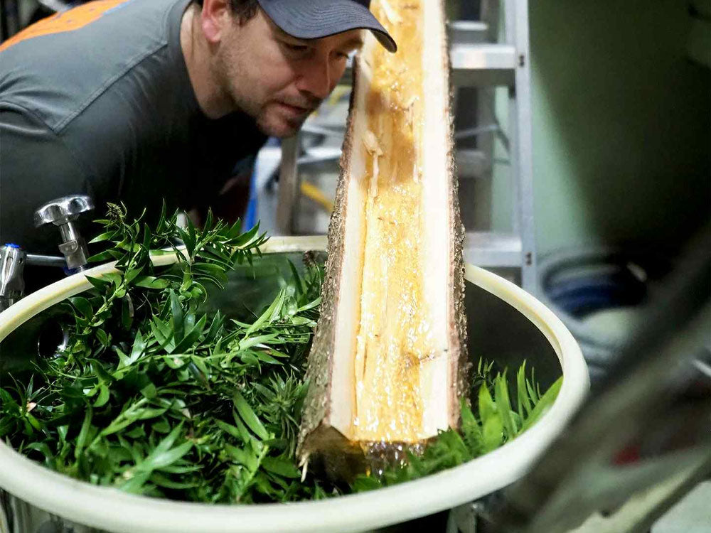 The Place Beyond the Pines: Brewing Beer with Australian Pine