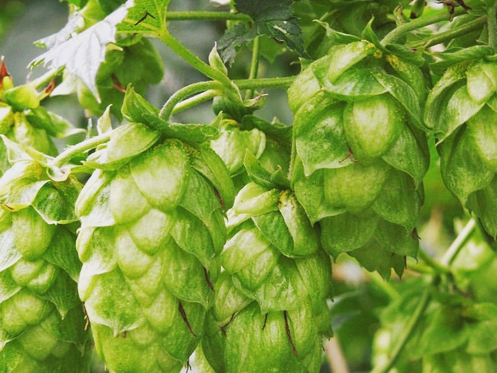 Geraniol in Beer: Floral and Fruity Hop Aromas