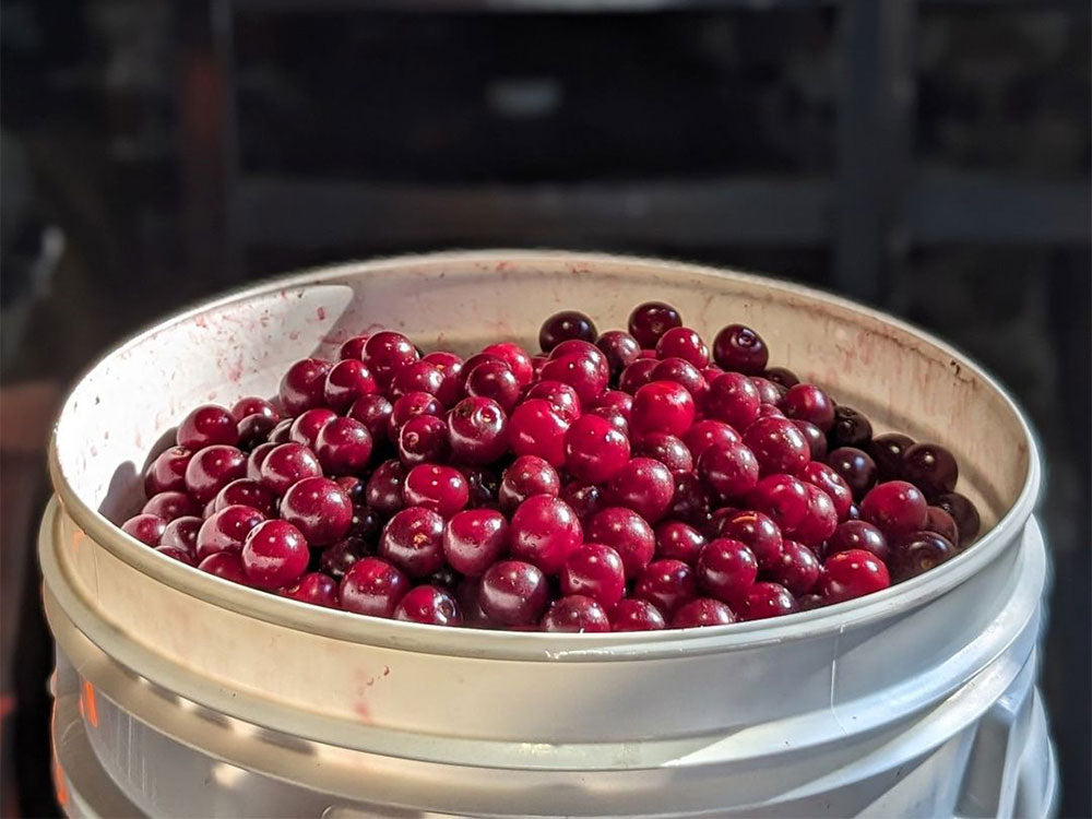 Flanders Red Ale: Sour Cherry, Oak and Mixed Fermentation