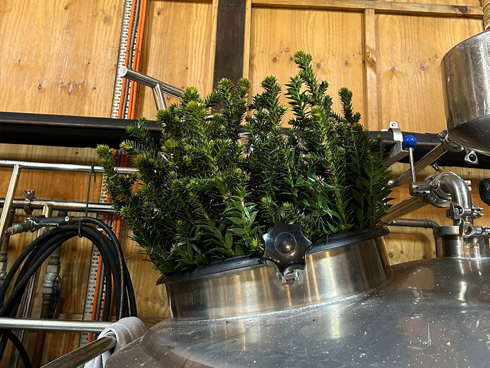 Brewing with Australian Pine: Fresh Tips, Toasted Wood and Smoke